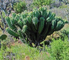 Myrtillocactus cochal