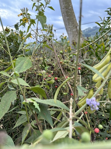 Zehneria bodinieri iNat (1)