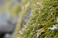 Deschampsia antarctica