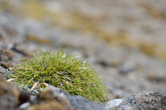 Deschampsia antarctica