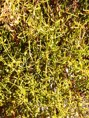 Phoradendron brachystachyum