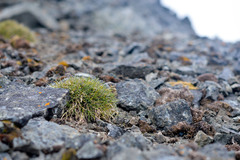 Deschampsia antarctica