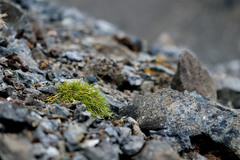 Deschampsia antarctica