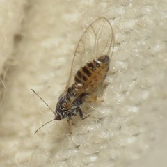 Bactericera cockerelli