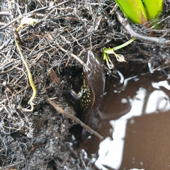Blue Mountain Water Skink photo 5