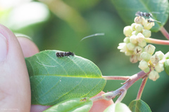 Adela septentrionella