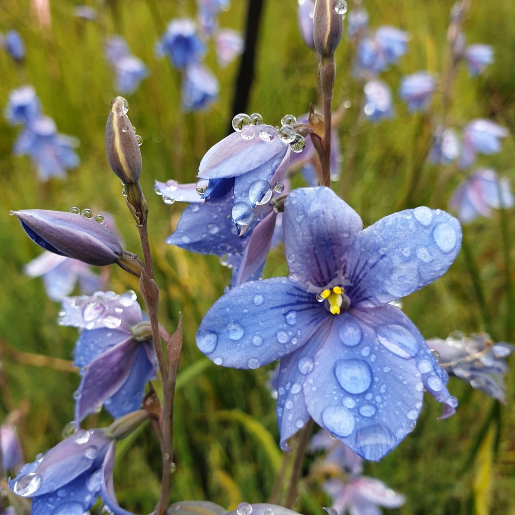 Thelymitra venosa