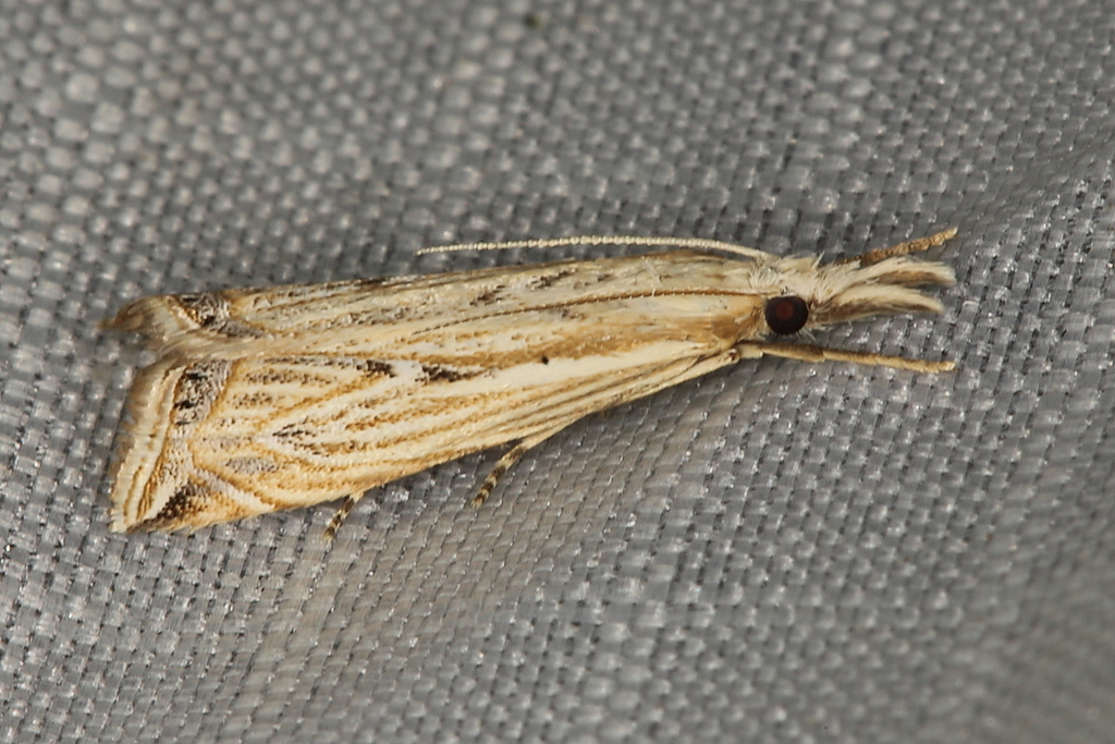 Alphacrambus razowskii