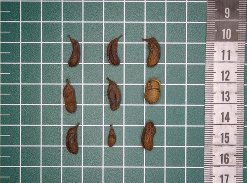 Rourea doniana (Rourea doniana)
