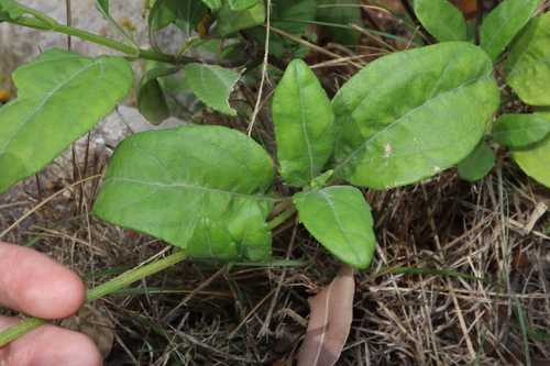 Image of Wollastonia uniflora by (c) Thomas Mesaglio, some rights reserved (CC BY)