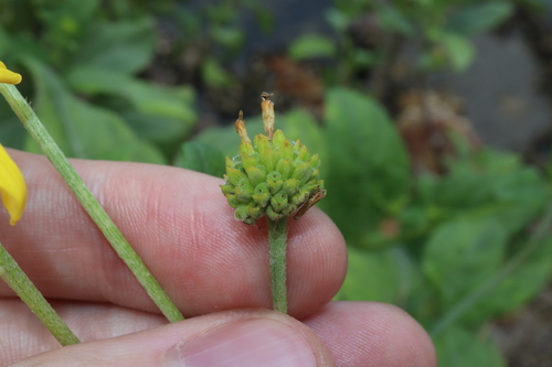 Image of Wollastonia uniflora by (c) Thomas Mesaglio, some rights reserved (CC BY)