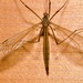Tipula livida - Photo (c) Gábor Keresztes, algunos derechos reservados (CC BY-NC), subido por Gábor Keresztes