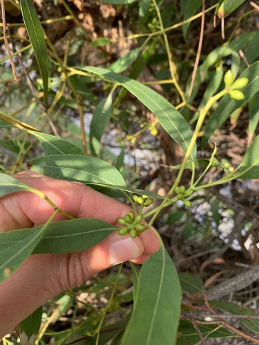 Eucalyptus aromaphloia L.D.Pryor & J.H.Willis