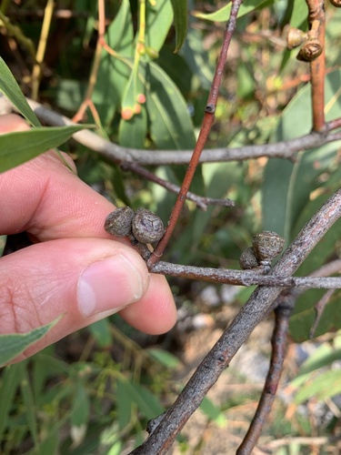 Eucalyptus aromaphloia L.D.Pryor & J.H.Willis 2