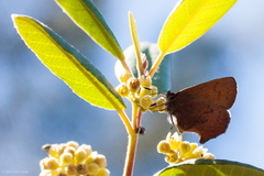 Callophrys augustinus