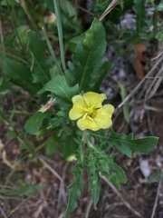 Oenothera triloba