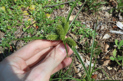 Image of Cyperus aggregatus by (c) Thomas Mesaglio, some rights reserved (CC BY)
