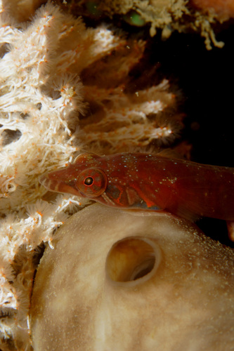 Connemarra Clingfish