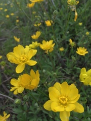 Ranunculus macranthus