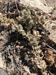 Euphorbia leucophylla