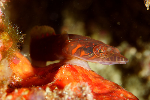 Connemarra Clingfish