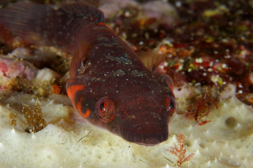 Connemara clingfish (Lepadogaster candolii) — Gobiesocidae