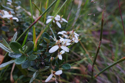 Olearia myrsinoides (Labill.) F.Muell.