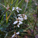 Olearia myrsinoides - Photo (c) Wayne Martin,  זכויות יוצרים חלקיות (CC BY-NC), הועלה על ידי Wayne Martin