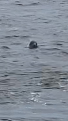 Common Bottlenose Dolphin photographed in Mississippi