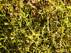 Phoradendron brachystachyum