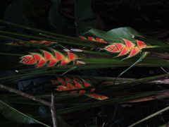 Heliconia wagneriana image