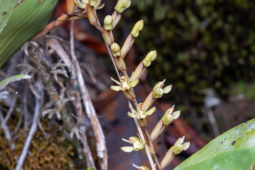 Coelogyne genuflexa Ames & C.Schweinf.