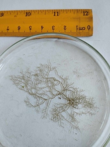 Batrachospermum gelatinosum observed 2022-12-03