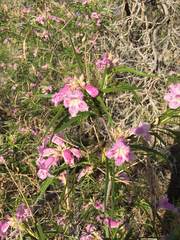 Chilopsis linearis arcuata