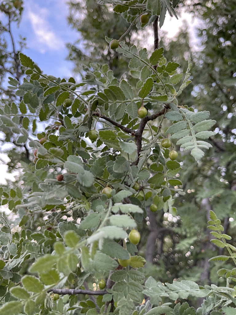 Bursera filicifolia in December 2023 by Glenn Ehrenberg · iNaturalist