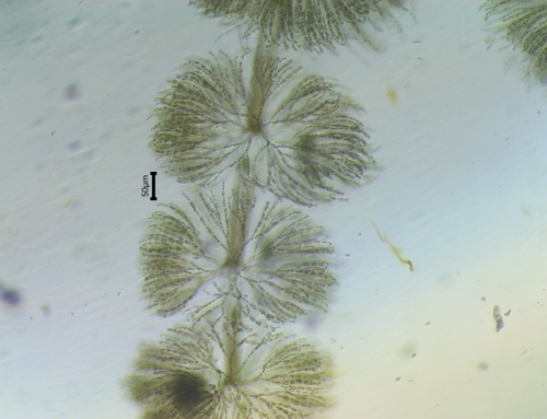 Batrachospermum gelatinosum observed 2022-12-03