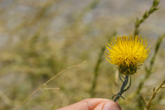 Centaurea solstitialis