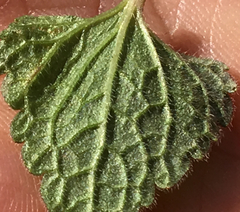 Lamium purpureum purpureum