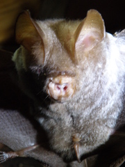 Hipposideros diadema