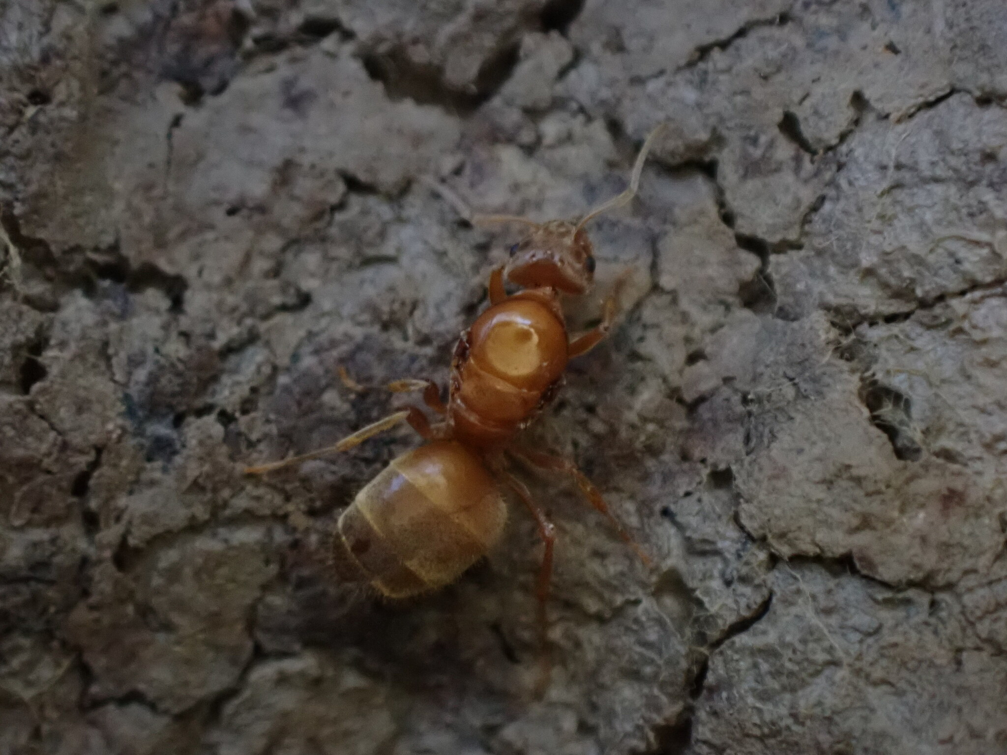 Lasius balearicus