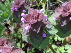 Lamium purpureum purpureum