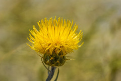 Centaurea solstitialis
