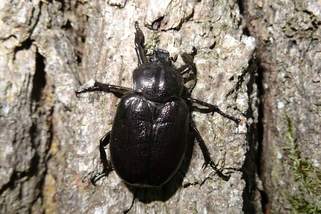 Hermit beetle from Forstenrieder Park, Deutschland on August 12, 2023 ...