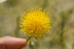 Centaurea solstitialis