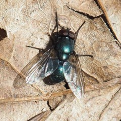 Eudasyphora