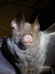 Hipposideros diadema