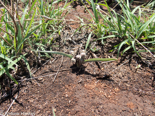 Ledebouria glauca