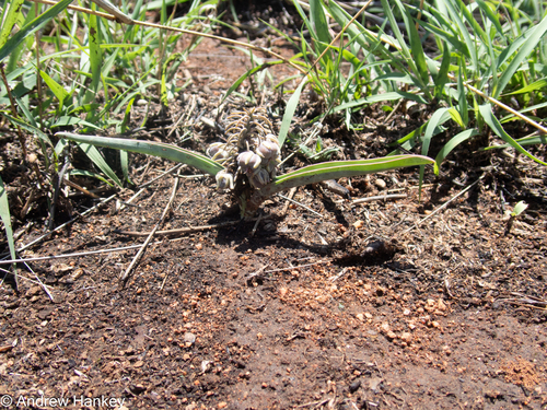 Ledebouria glauca