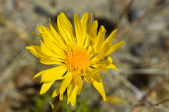 Grindelia