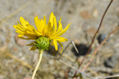 Grindelia